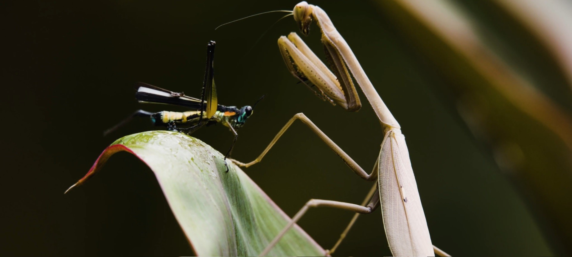 Film shot of mantis ray and dragon fly on a leaf.jpg